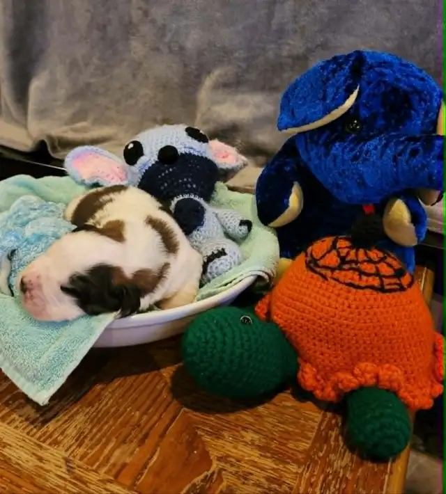 Bébé St-bernard a vendre - Photo 4