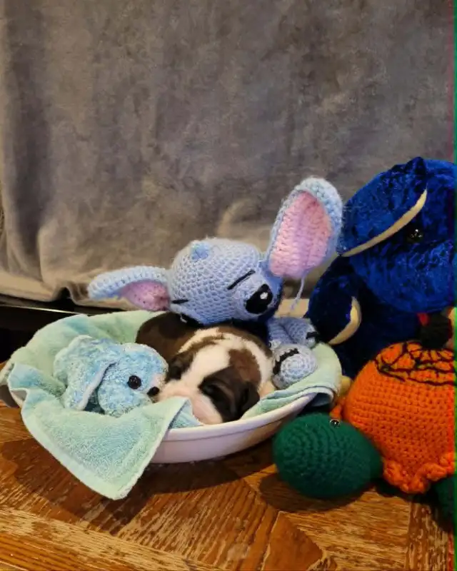 Bébé St-bernard a vendre - Photo 5