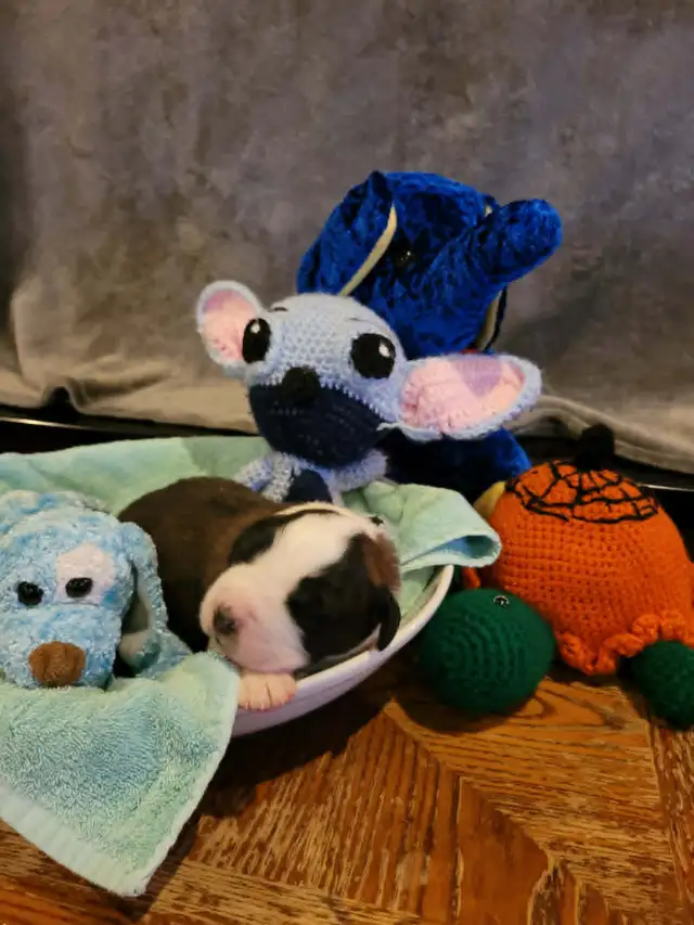 Bébé St-bernard a vendre - Photo 6