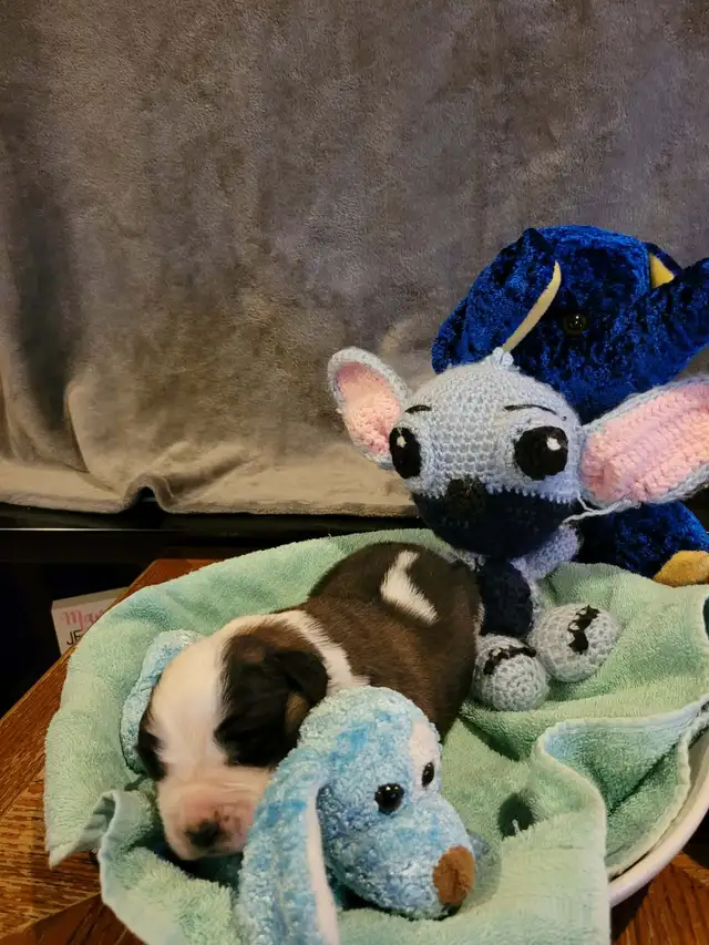 Bébé St-bernard a vendre - Photo 7