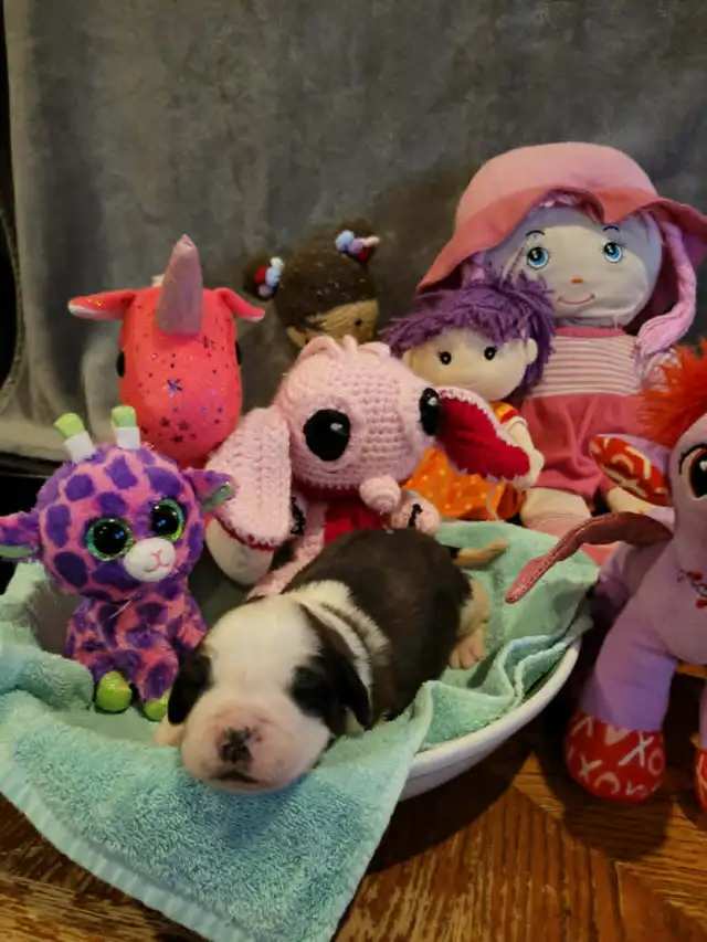 Bébé St-bernard a vendre - Photo 8