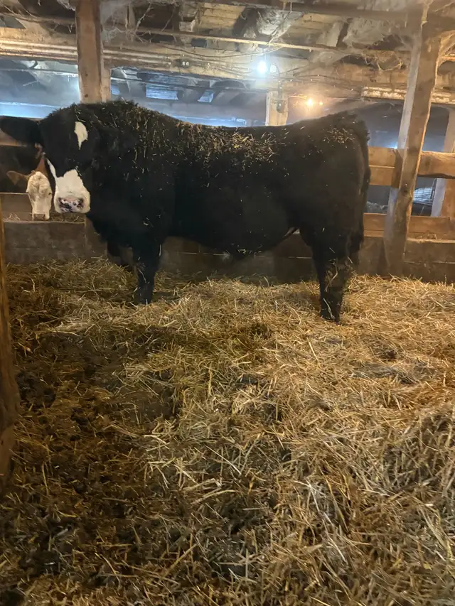 Simmental Bull