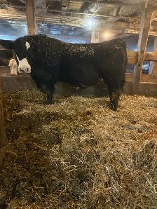 Simmental Bull