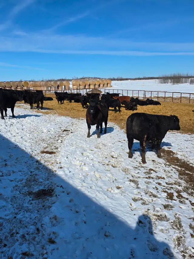 30 big black Angus/Simmental cross replacement heifers.