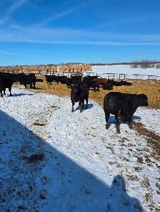 30 big black Angus/Simmental cross replacement heifers.