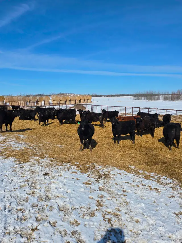 30 big black Angus/Simmental cross replacement heifers. - Photo 2