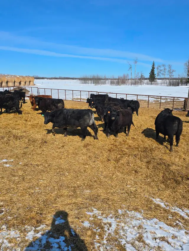 30 big black Angus/Simmental cross replacement heifers. - Photo 3
