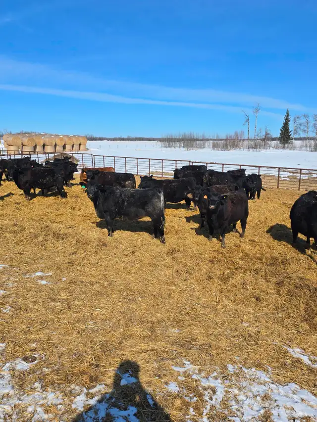 30 big black Angus/Simmental cross replacement heifers. - Photo 4