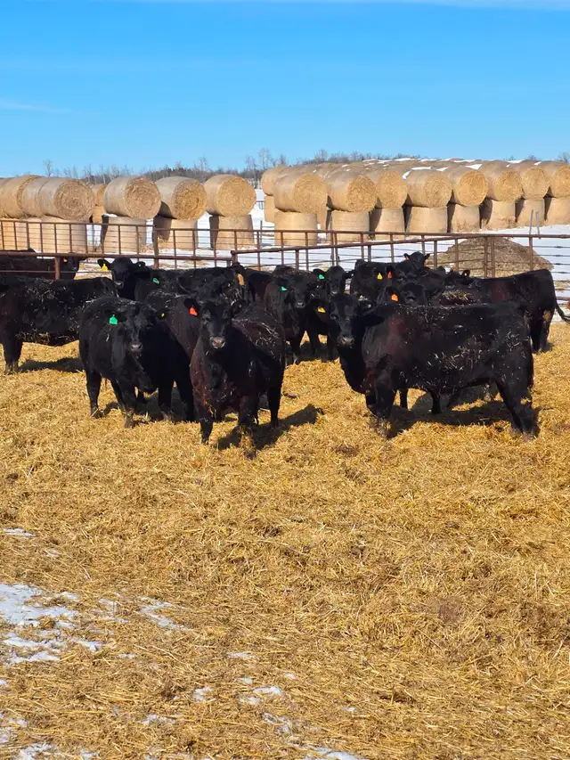30 big black Angus/Simmental cross replacement heifers. - Photo 5