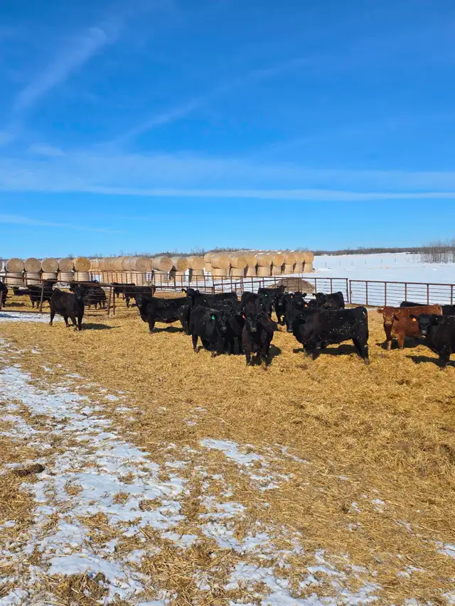 30 big black Angus/Simmental cross replacement heifers. - Photo 6