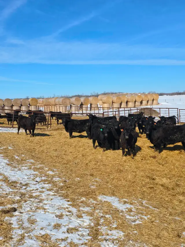 30 big black Angus/Simmental cross replacement heifers. - Photo 7