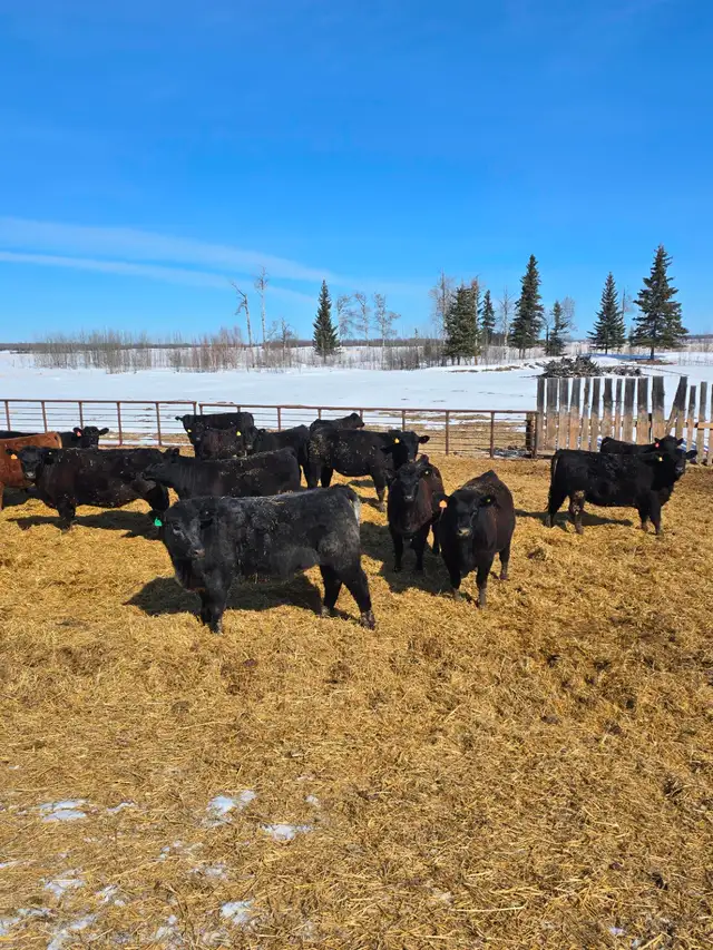 30 big black Angus/Simmental cross replacement heifers. - Photo 8