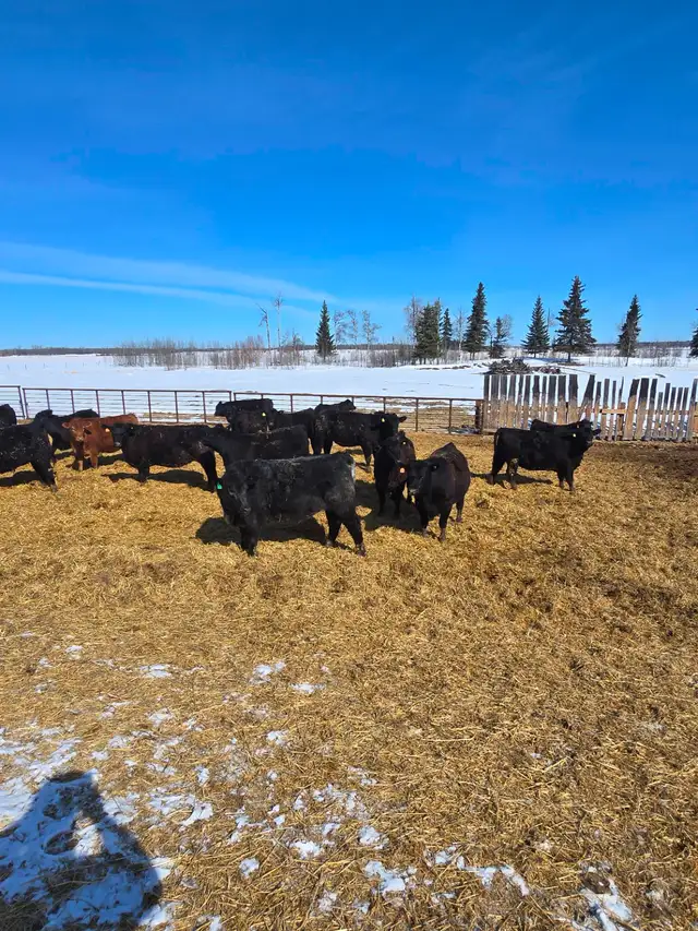 30 big black Angus/Simmental cross replacement heifers. - Photo 9