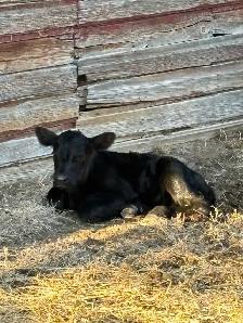 Black Angus Heifer Calf Available