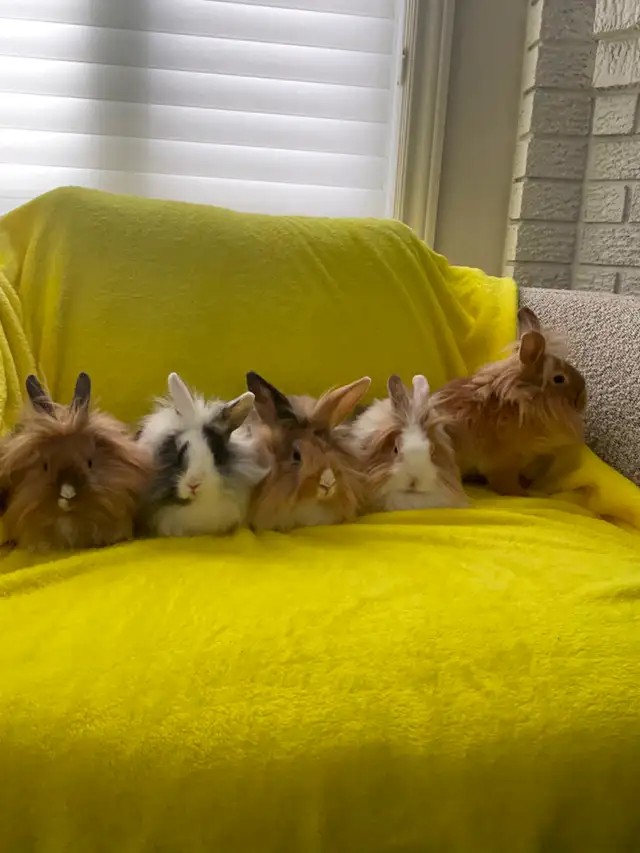 Lion head rabbits