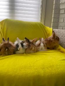 Lion head rabbits