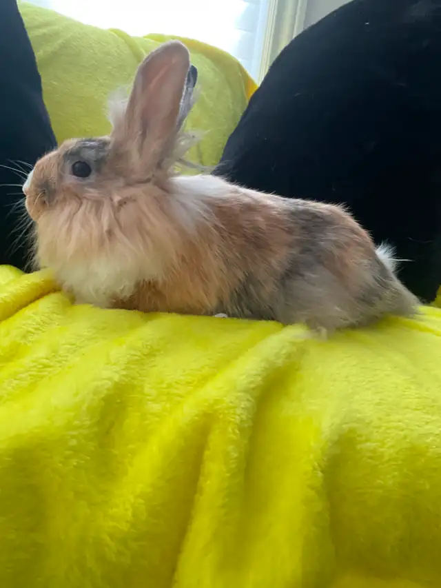 Lion head rabbits - Photo 2