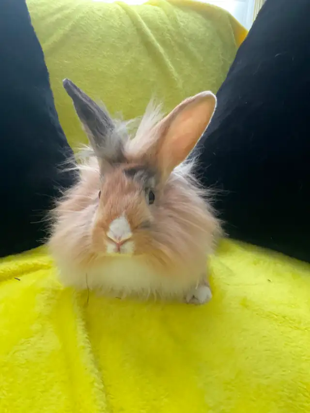 Lion head rabbits - Photo 3