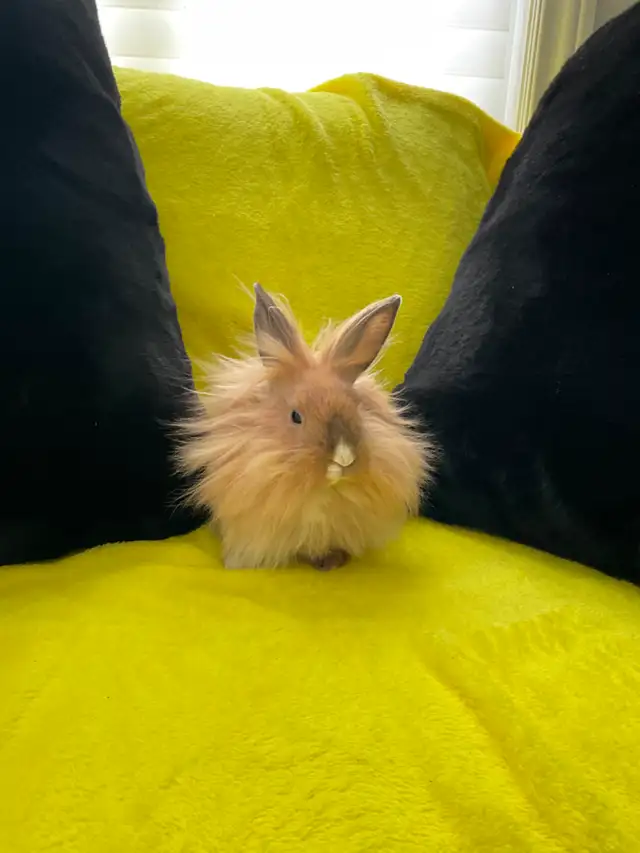 Lion head rabbits - Photo 4