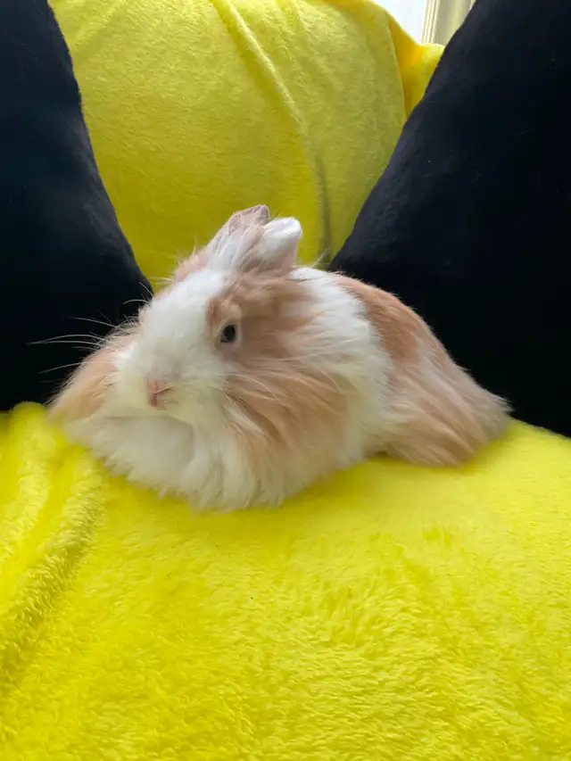 Lion head rabbits - Photo 5