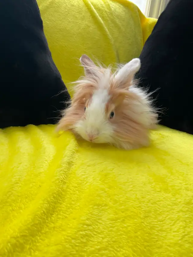 Lion head rabbits - Photo 6