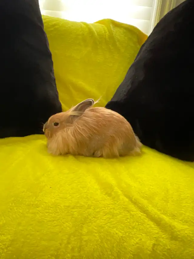 Lion head rabbits - Photo 7