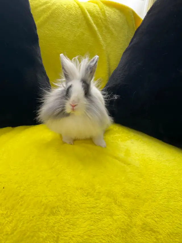 Lion head rabbits - Photo 8