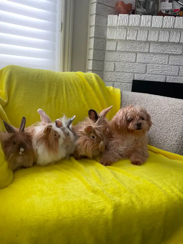 Lion head rabbits - Photo 9