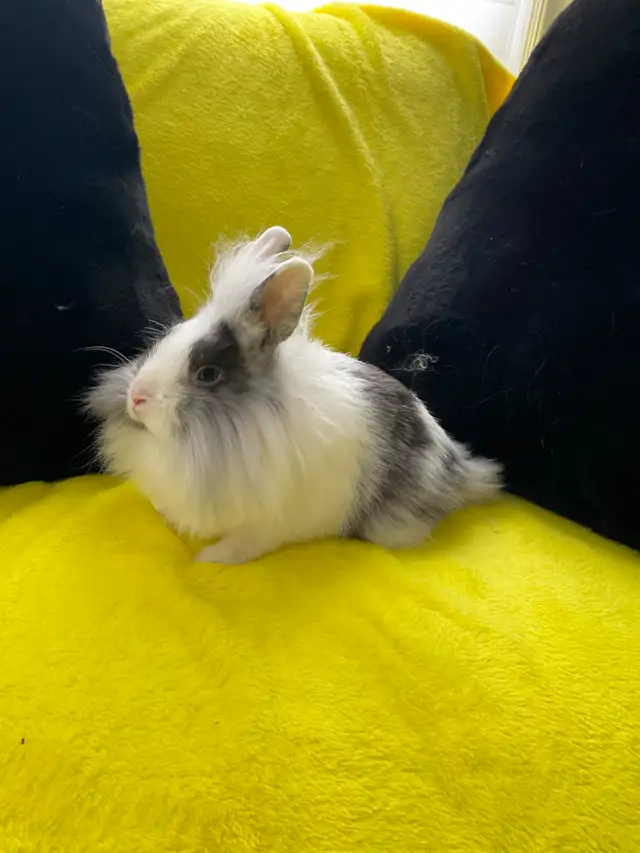 Lion head rabbits - Photo 10