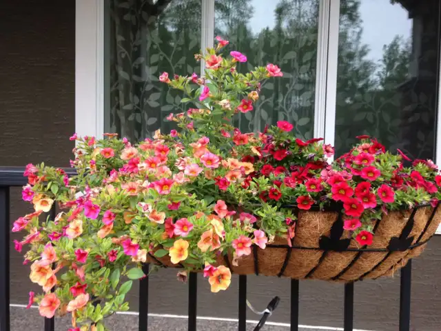 Iron railing planter X 2 - beautiful - Photo 3