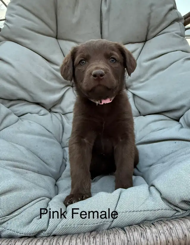 Chesapeake Bay Retriever