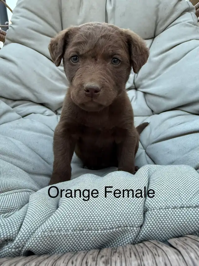 Chesapeake Bay Retriever - Photo 2