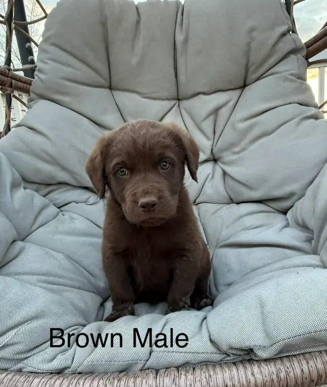 Chesapeake Bay Retriever - Photo 3