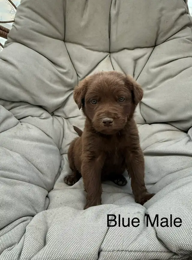Chesapeake Bay Retriever - Photo 4