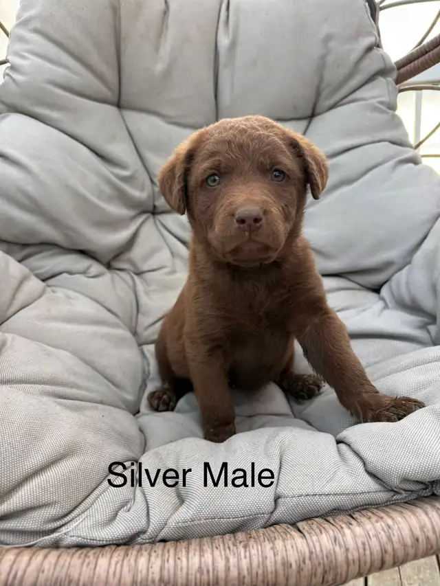 Chesapeake Bay Retriever - Photo 5