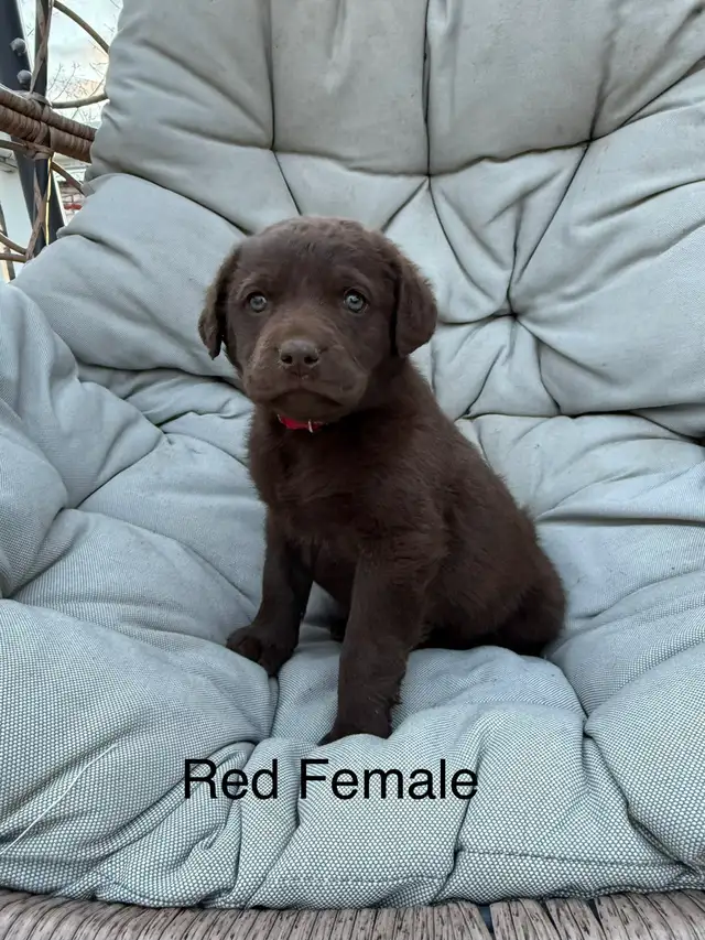 Chesapeake Bay Retriever - Photo 6