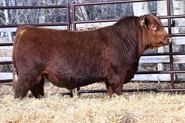 Red Angus Long Yearling Bulls