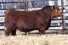 Red Angus Long Yearling Bulls