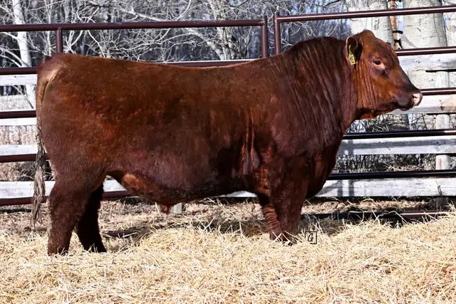 Red Angus Long Yearling Bulls - Photo 2