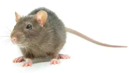 AFFORDABLE 24/7 PEST CONTROL! - Photo 9