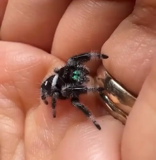 Regal Jumping Spider