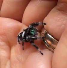 Regal Jumping Spider