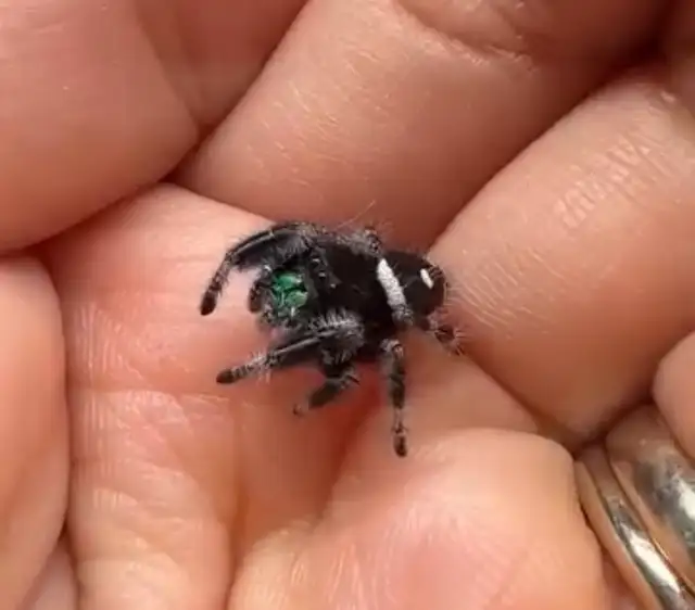 Regal Jumping Spider - Photo 2