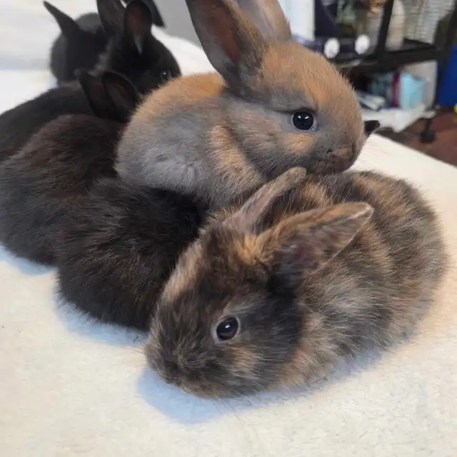 bébés lapins Rex X Bélier nain
