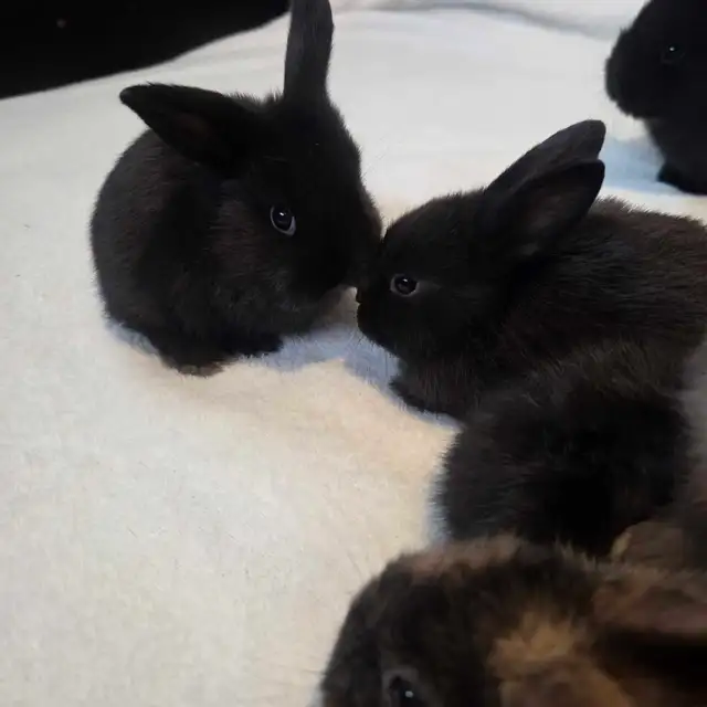 bébés lapins Rex X Bélier nain - Photo 2
