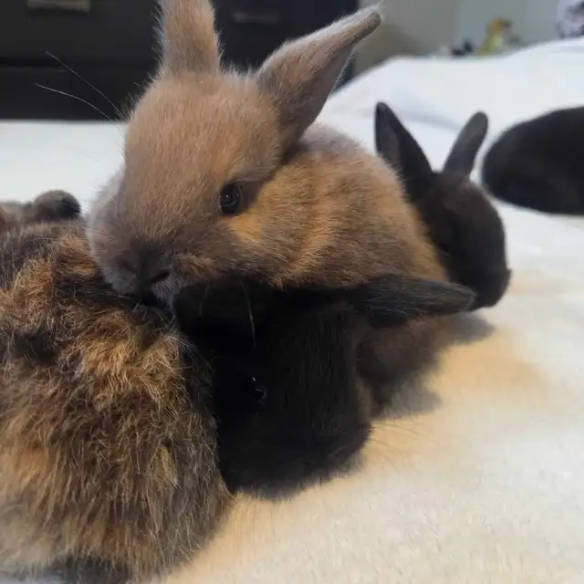 bébés lapins Rex X Bélier nain - Photo 3