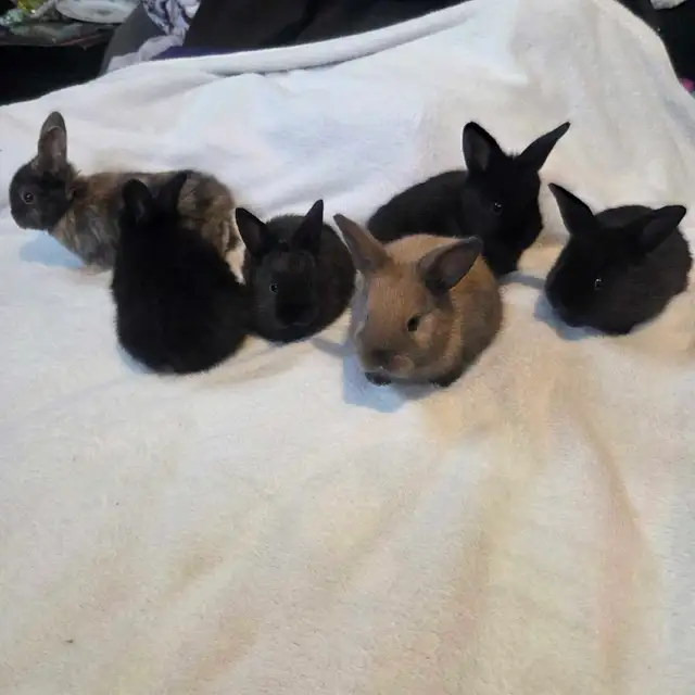 bébés lapins Rex X Bélier nain - Photo 4