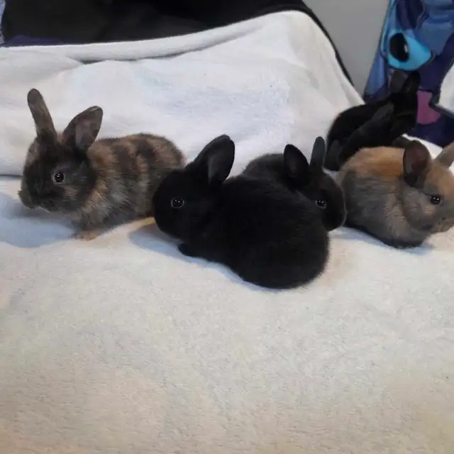 bébés lapins Rex X Bélier nain - Photo 5