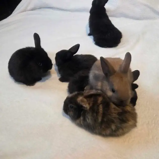 bébés lapins Rex X Bélier nain - Photo 6