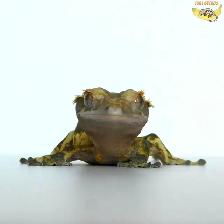 Beautiful Crested Geckos - downsizing the collection!